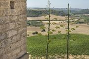 Wine Relais Feudi Del Pisciotto